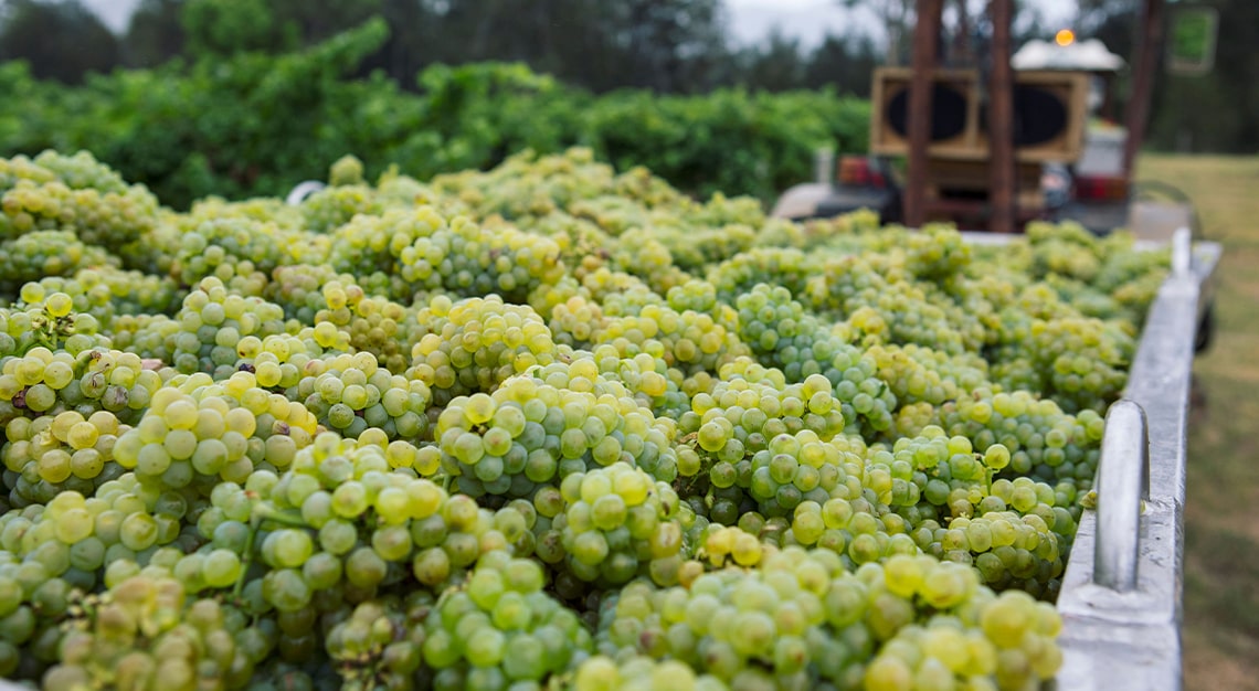 Hunter Valley Semillon