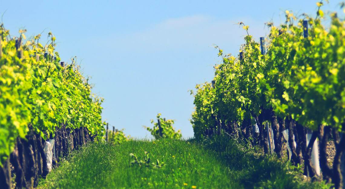 Rémy Martin Vineyard