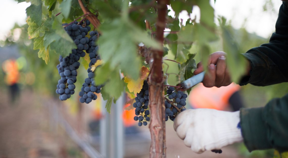 beaulieu vineyard