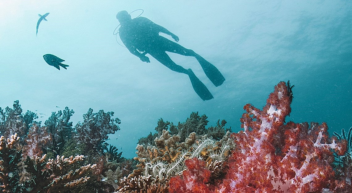 Gaya Island Resort Coral Reefs