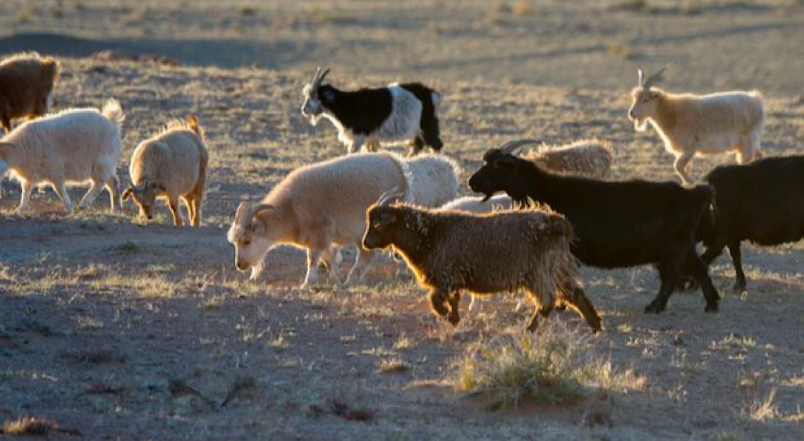 South Gobi Cashmere Project NASA