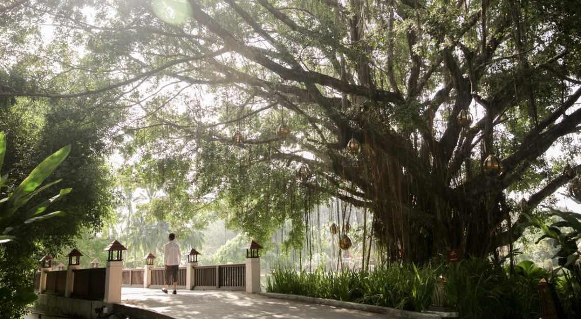 banyan tree 