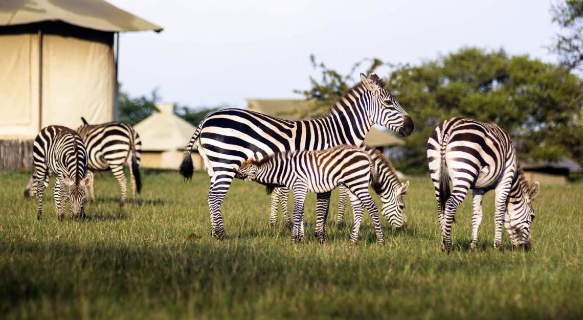 Singita Sabora Tented Camp